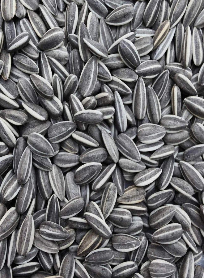 سايج سكوير بذور دوار الشمس المربعة من سيج، طعام للطيور، مناسبة للببغاء الرمادي، والببغاء الهندي، والمكاو، والكوكاتو، والطيور الغريبة، وغيرها من طيور الزينة الصغيرة والكبيرة (500 غرام)، عبوة واحدة - Image 1